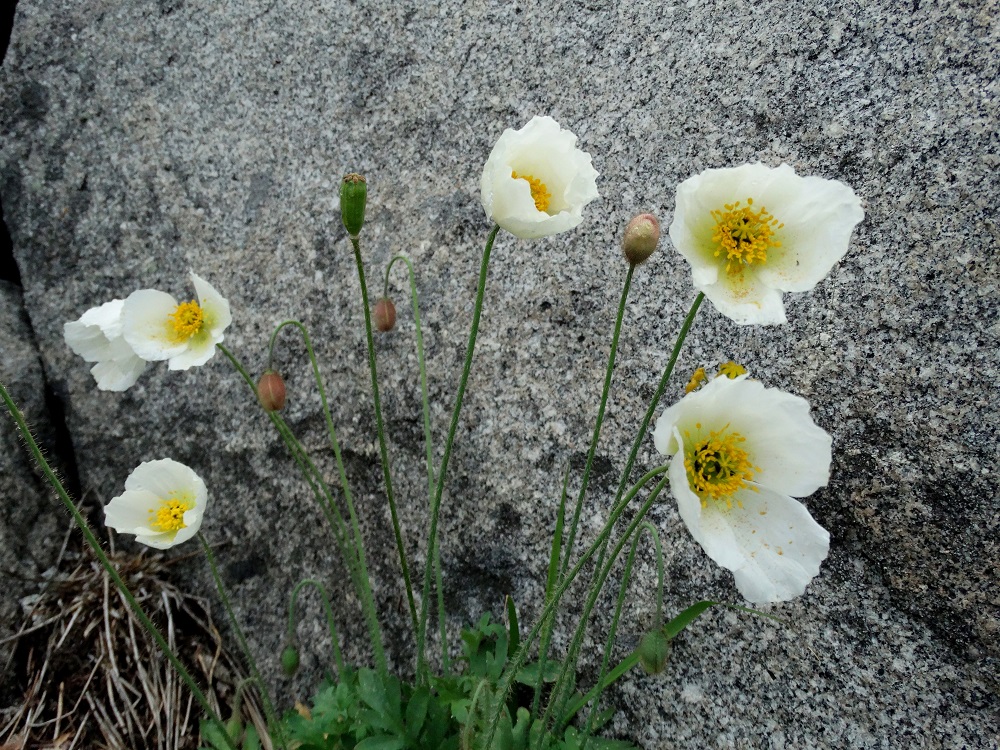 Изображение особи Papaver anomalum.