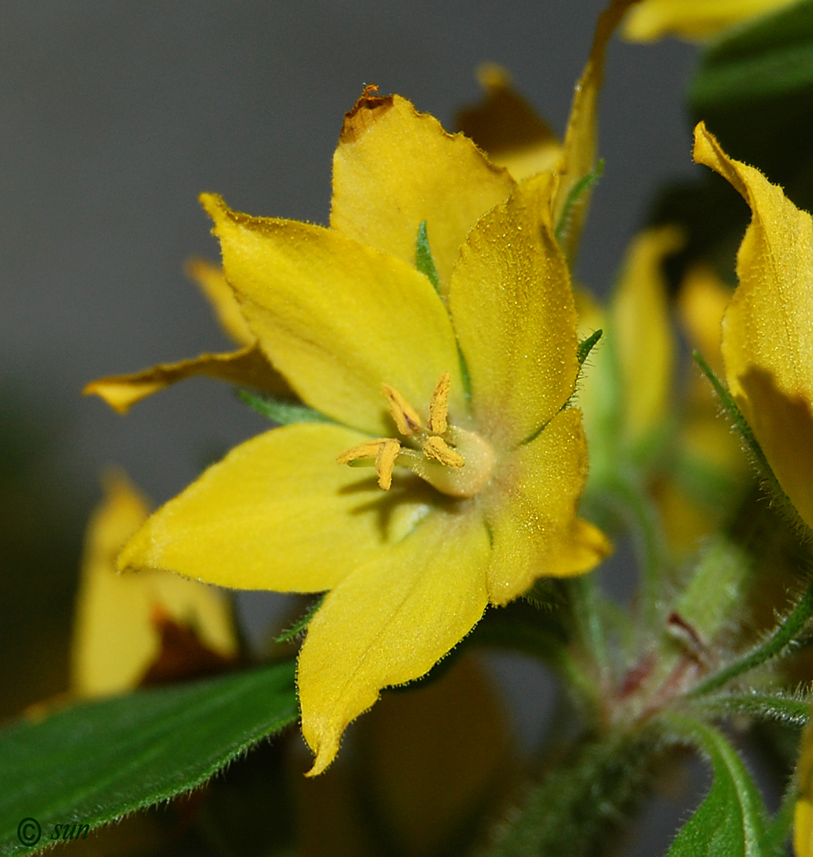 Image of Lysimachia punctata specimen.