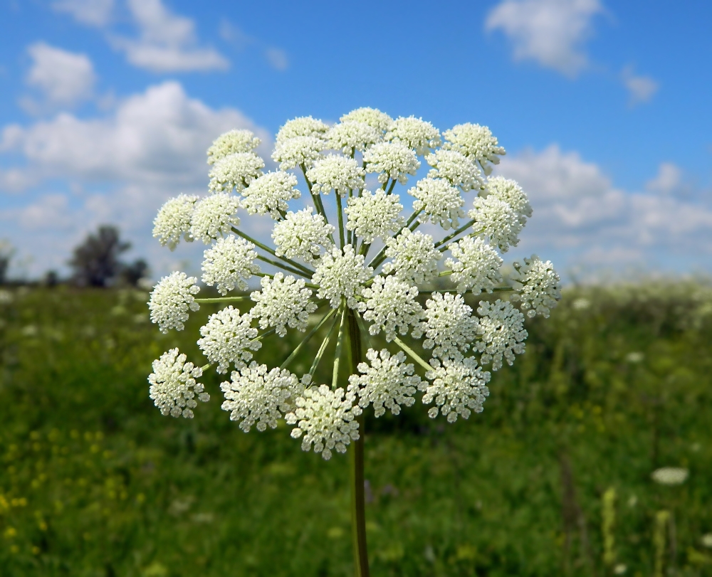 Image of Seseli libanotis specimen.