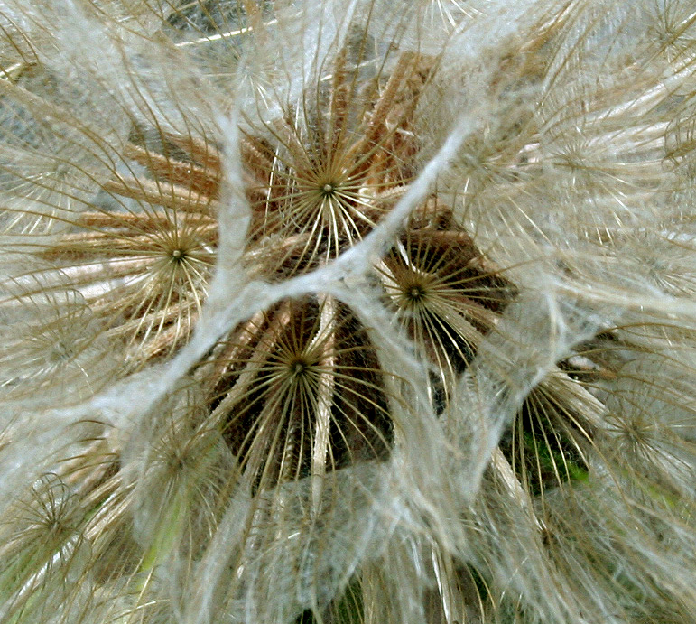 Изображение особи Tragopogon dubius ssp. major.