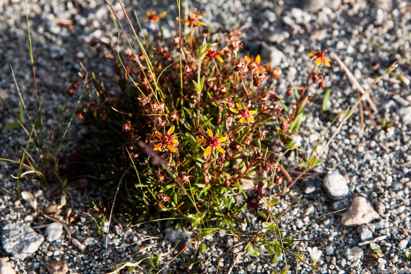 Image of Saxifraga aizoides specimen.