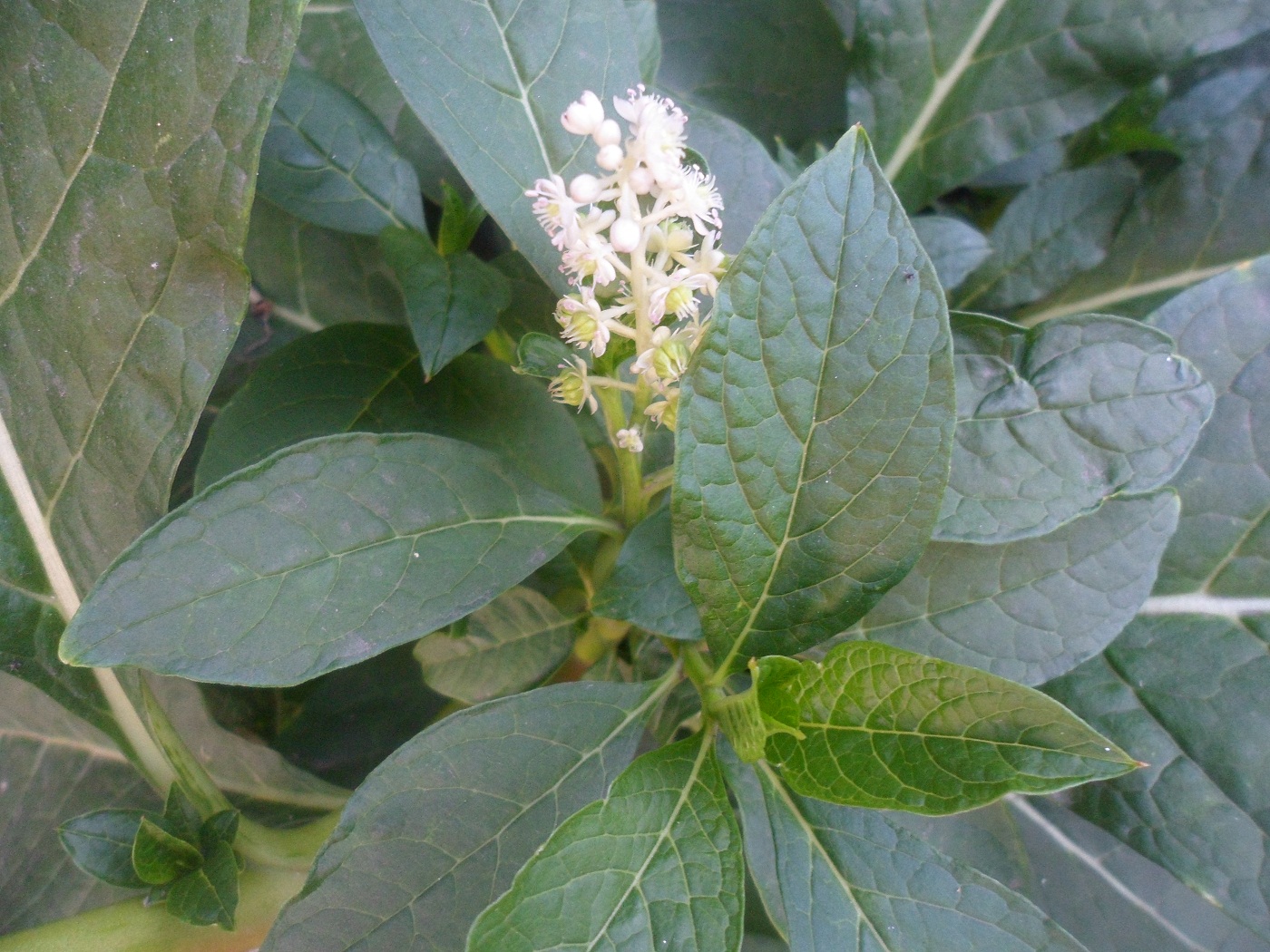 Image of Phytolacca acinosa specimen.