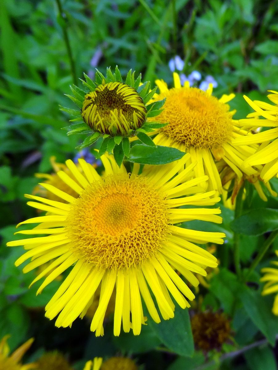 Изображение особи Inula britannica.