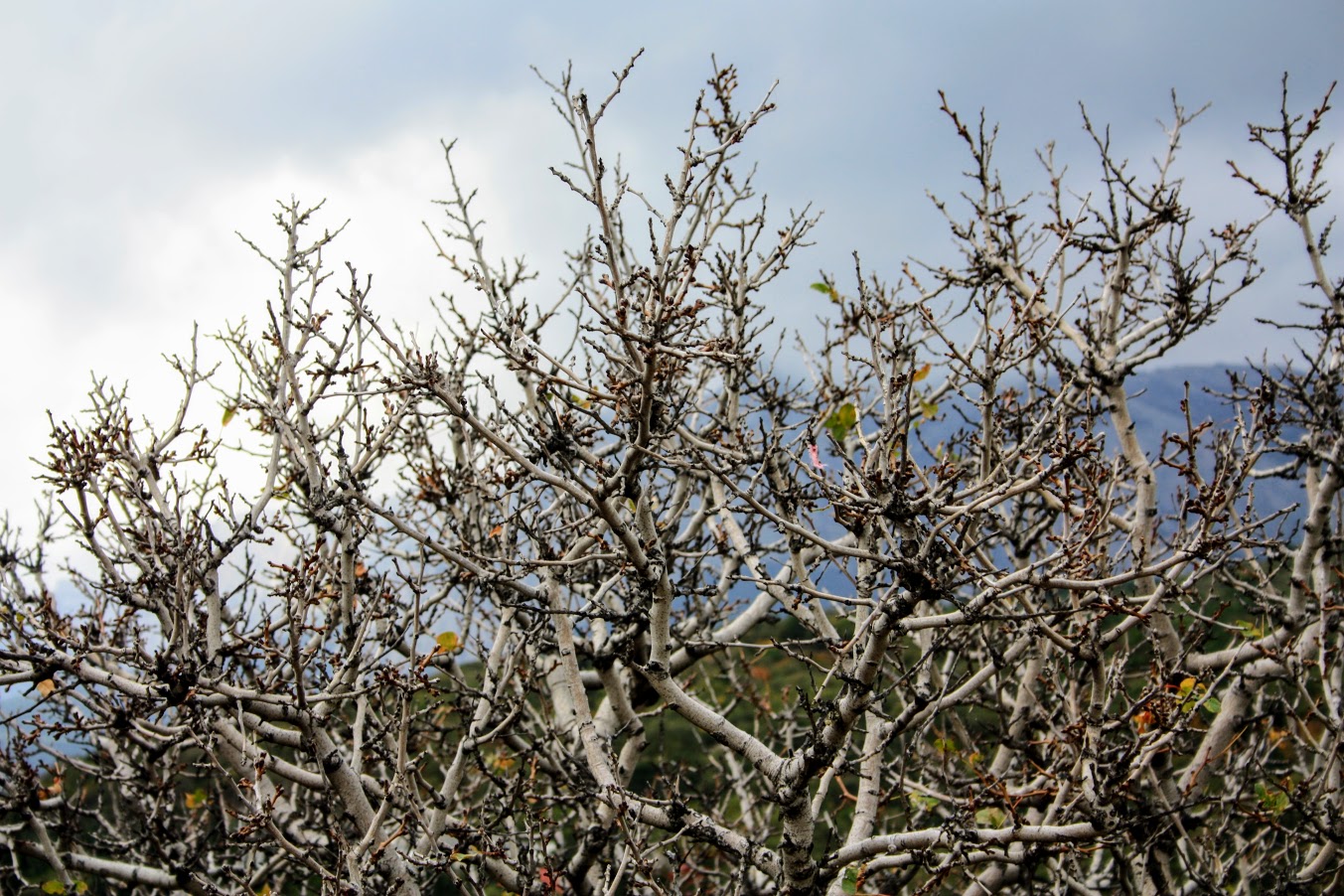 Image of Pistacia mutica specimen.