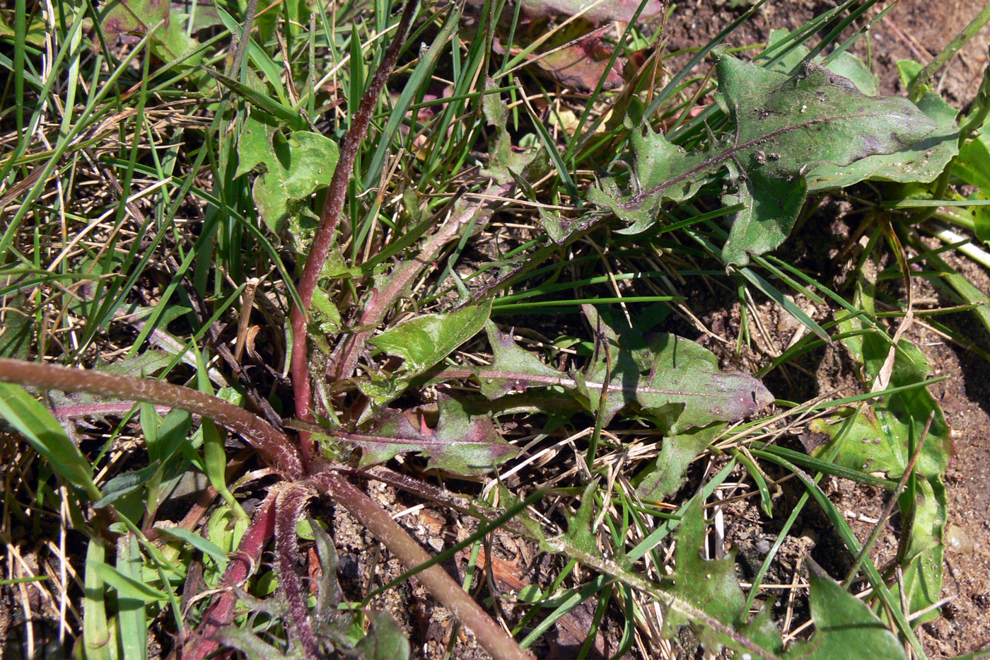 Image of Taraxacum mongolicum specimen.