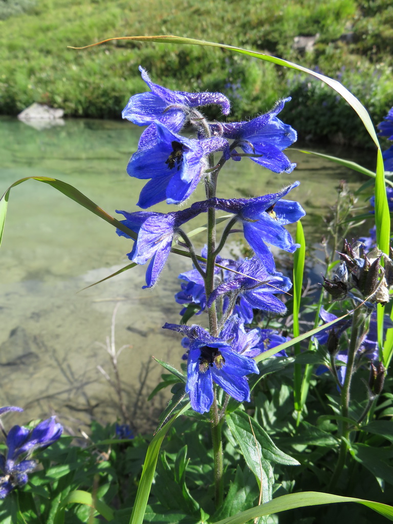 Image of Delphinium inconspicuum specimen.