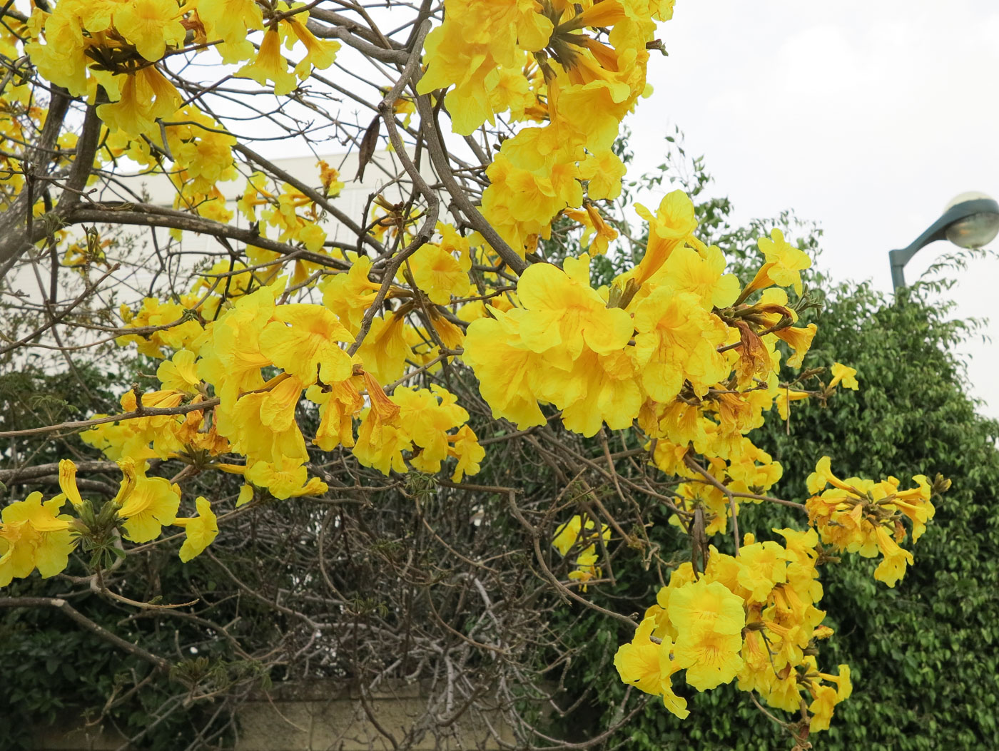 Image of Handroanthus chrysanthus specimen.