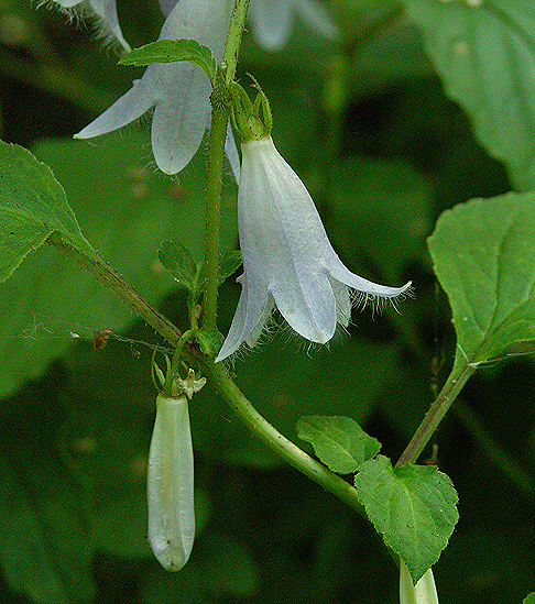 Image of Campanula repens specimen.