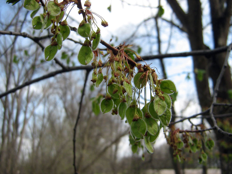 Image of Ulmus laevis specimen.