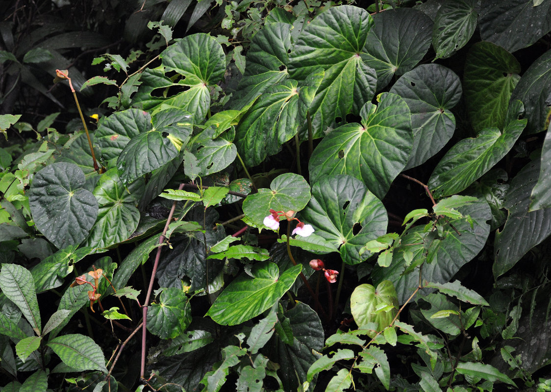 Image of Begonia venusta specimen.