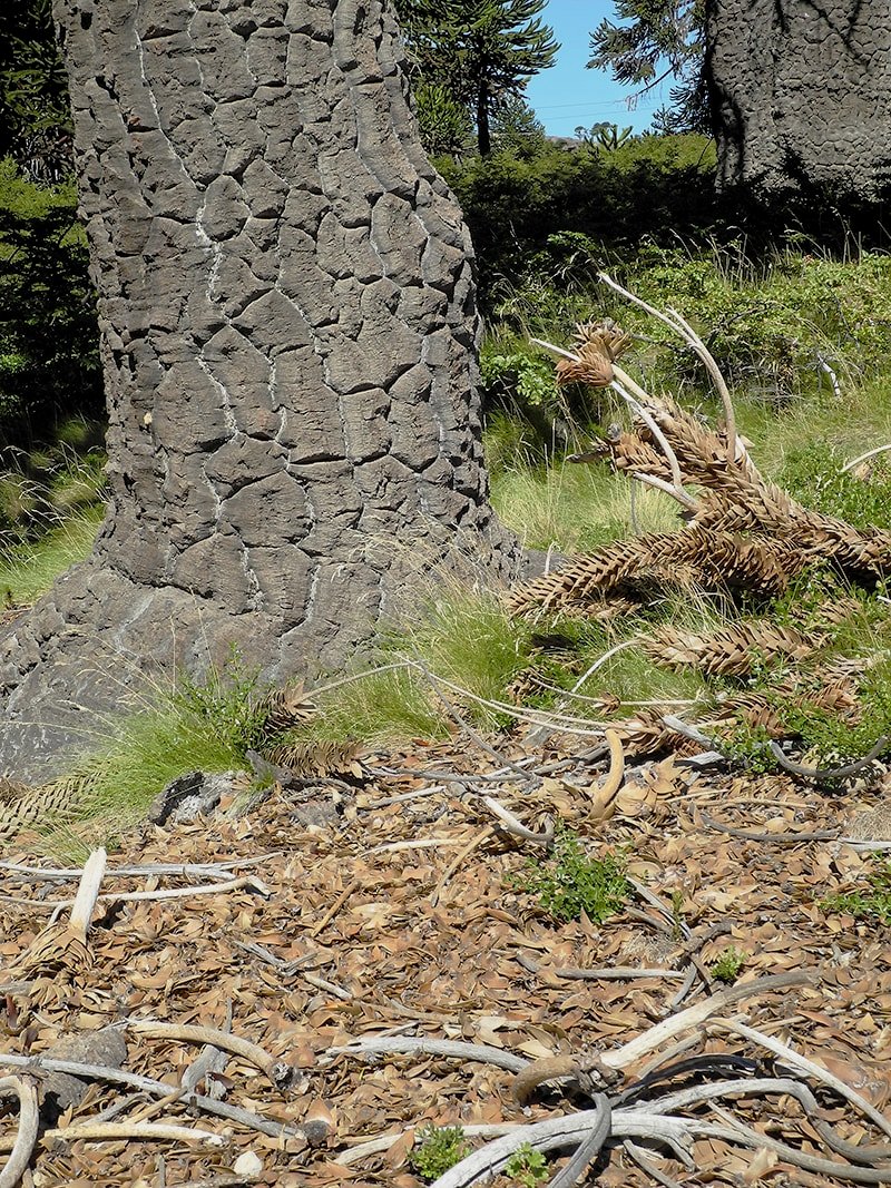 Image of Araucaria araucana specimen.