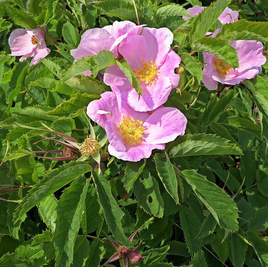 Image of Rosa glabrifolia specimen.