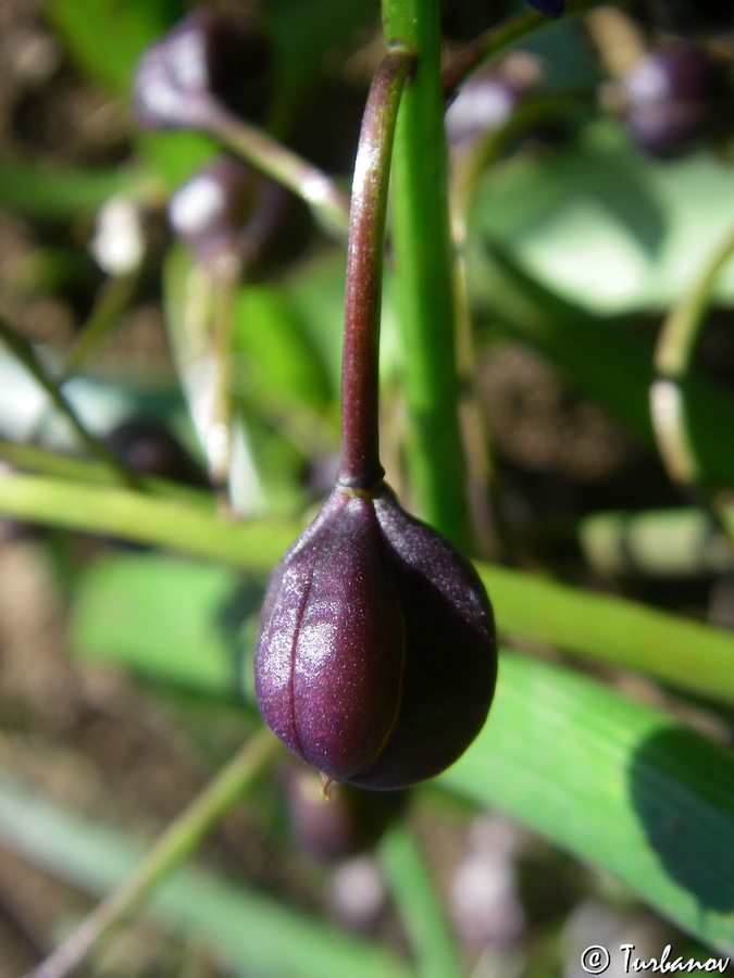 Image of Scilla bifolia specimen.