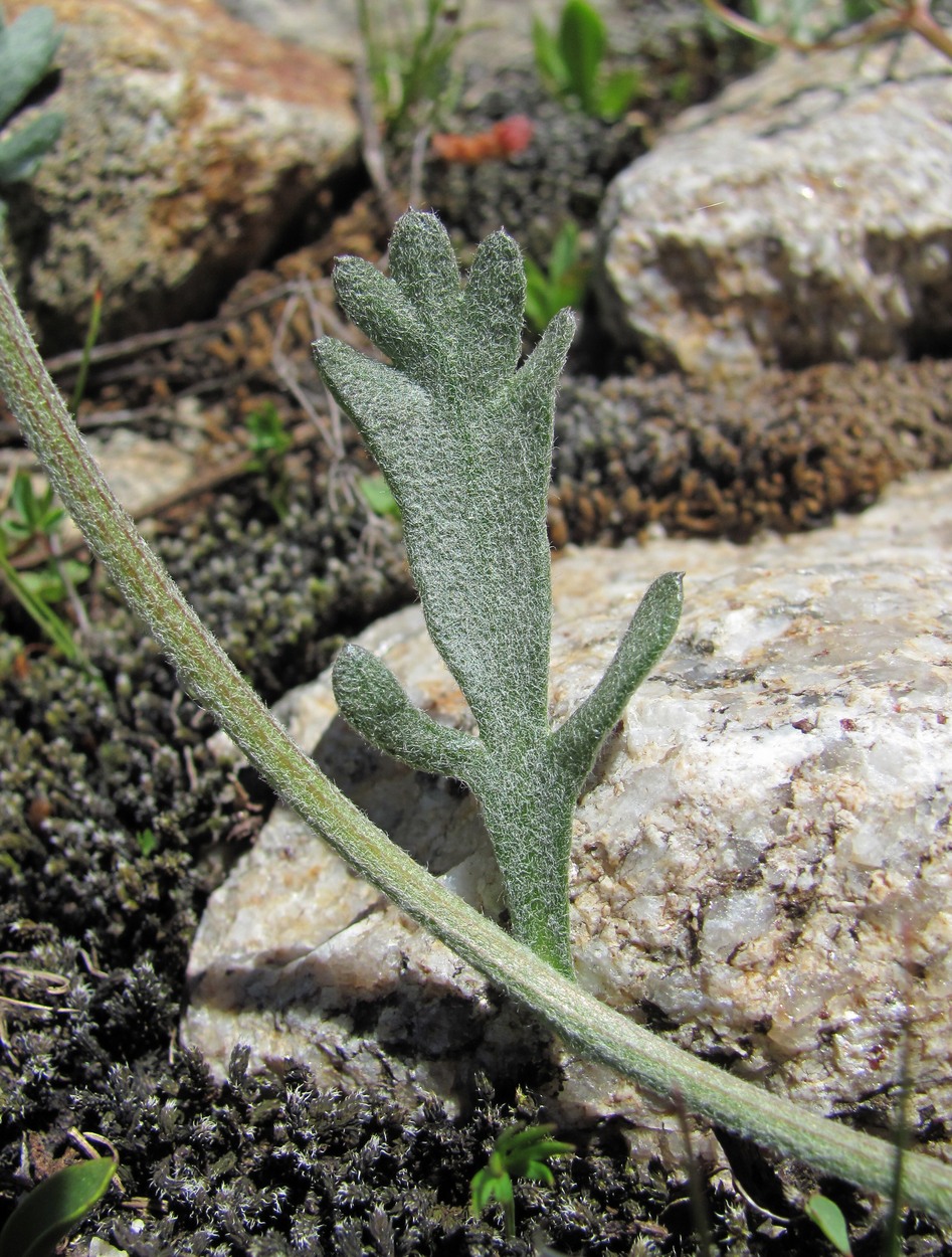 Image of Anthemis saportana specimen.