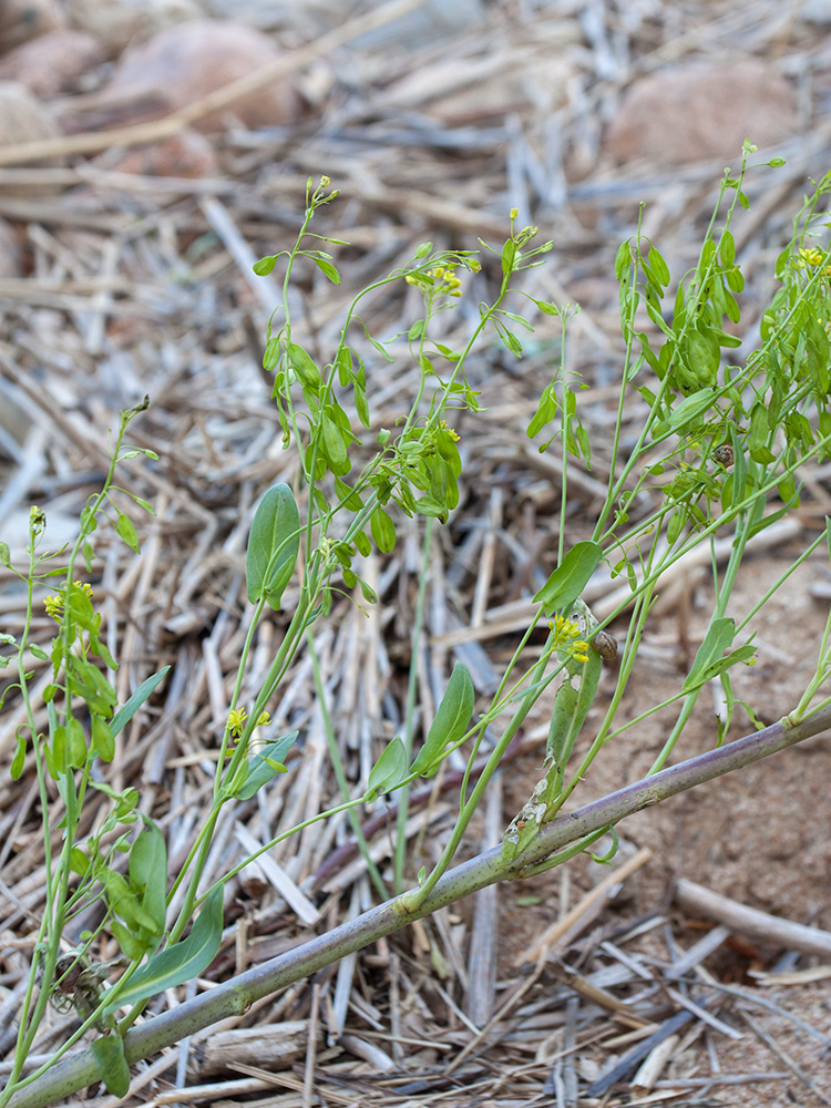 Image of Isatis tinctoria specimen.