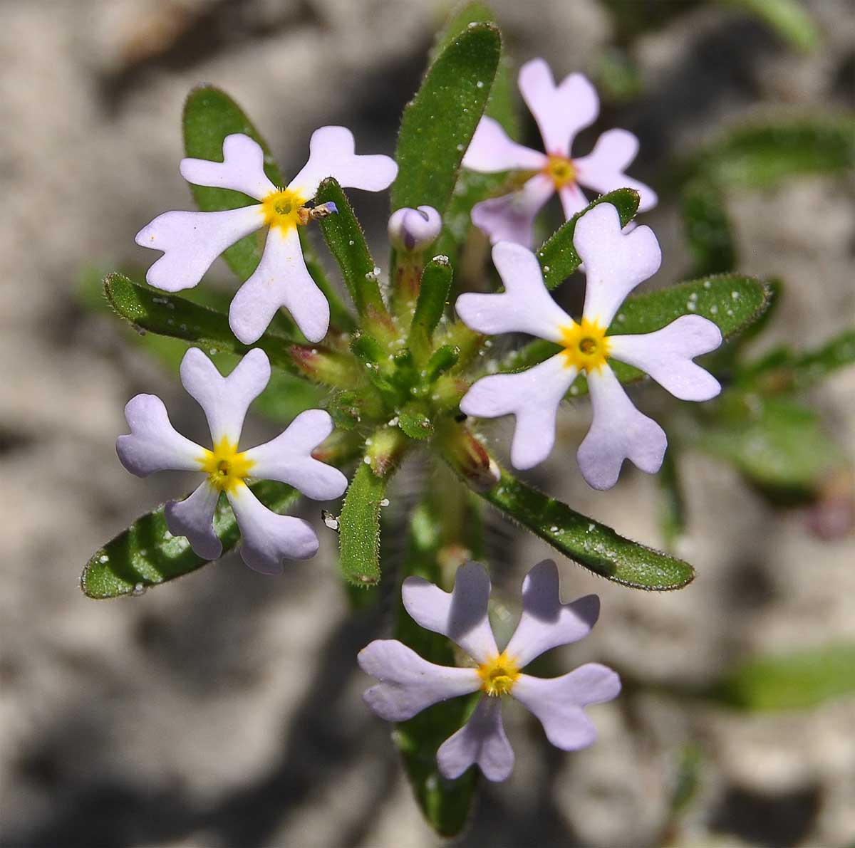 Image of Zaluzianskya villosa specimen.