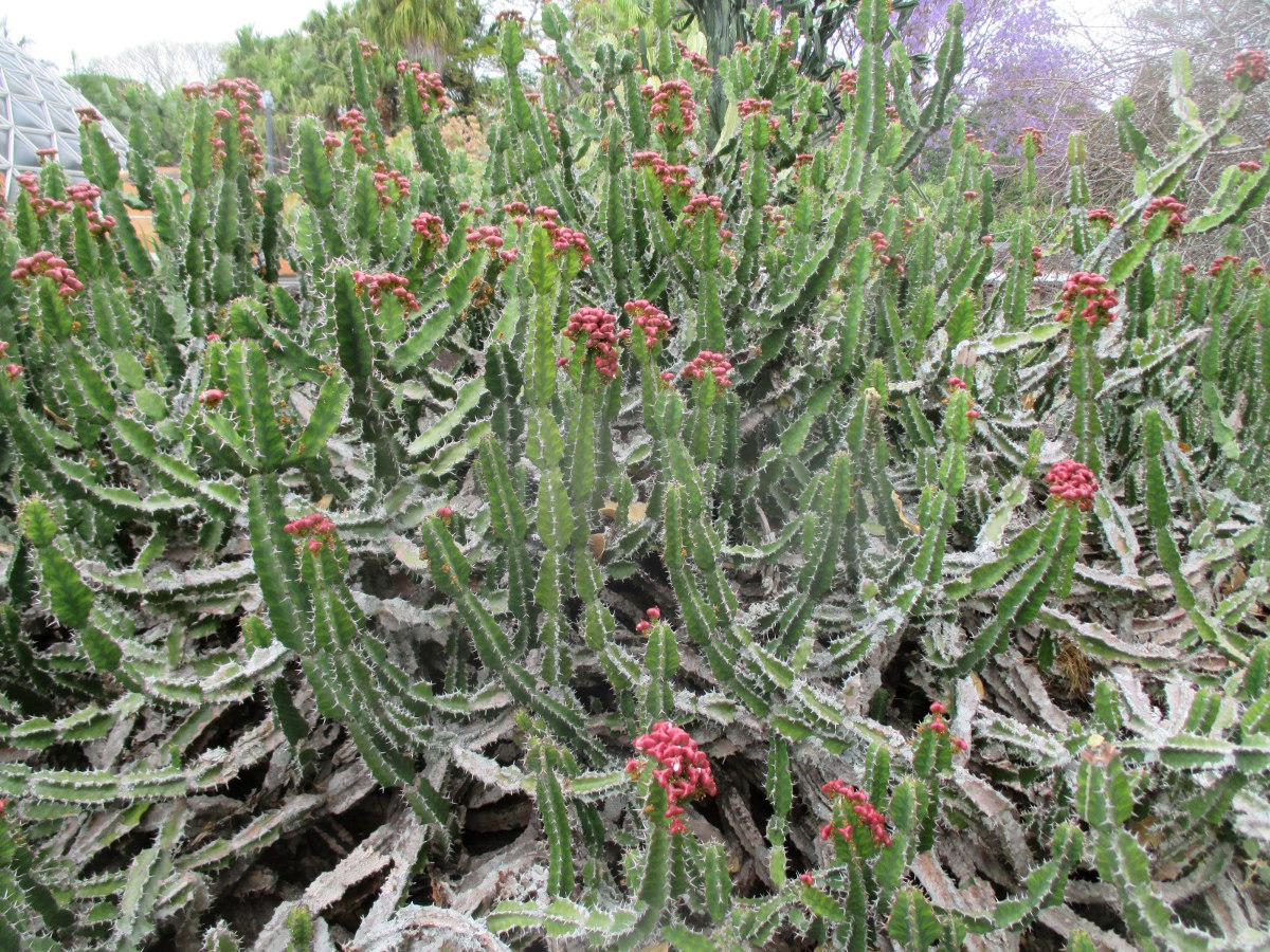 Image of Euphorbia cooperi specimen.