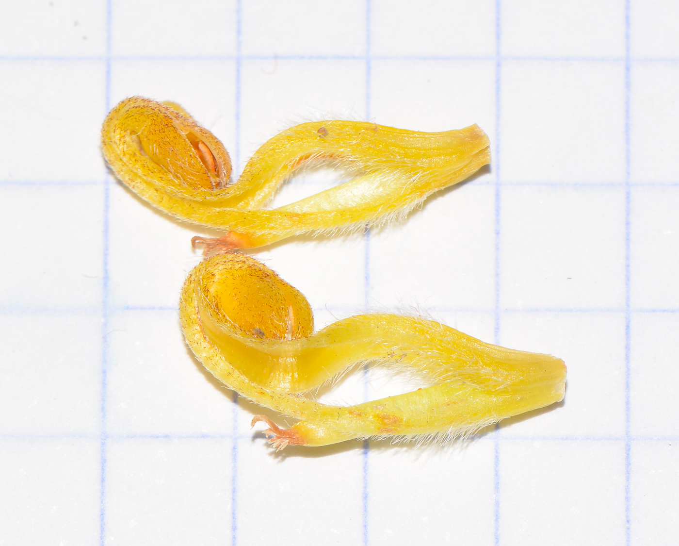 Image of Leucospermum cordifolium specimen.