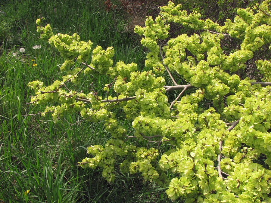 Image of Ulmus minor specimen.