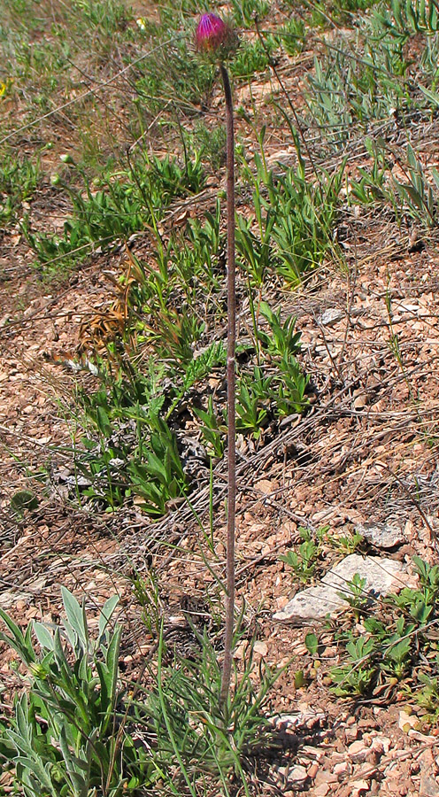 Image of Jurinea ledebourii specimen.