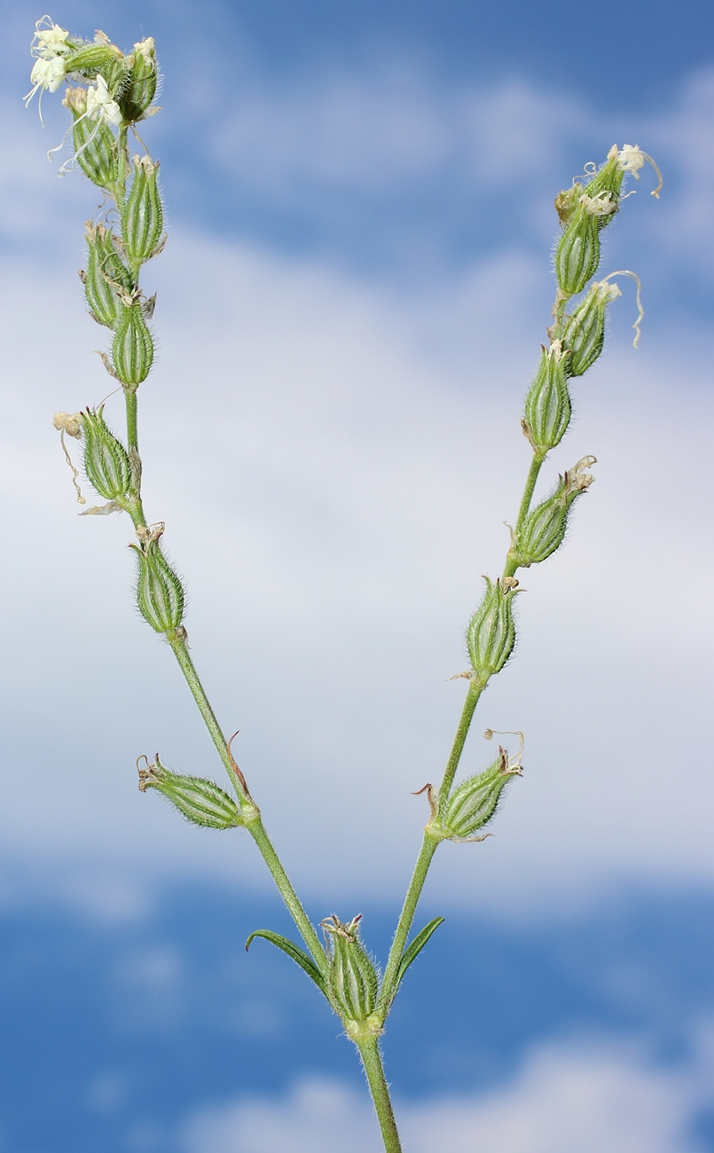 Image of Silene dichotoma specimen.