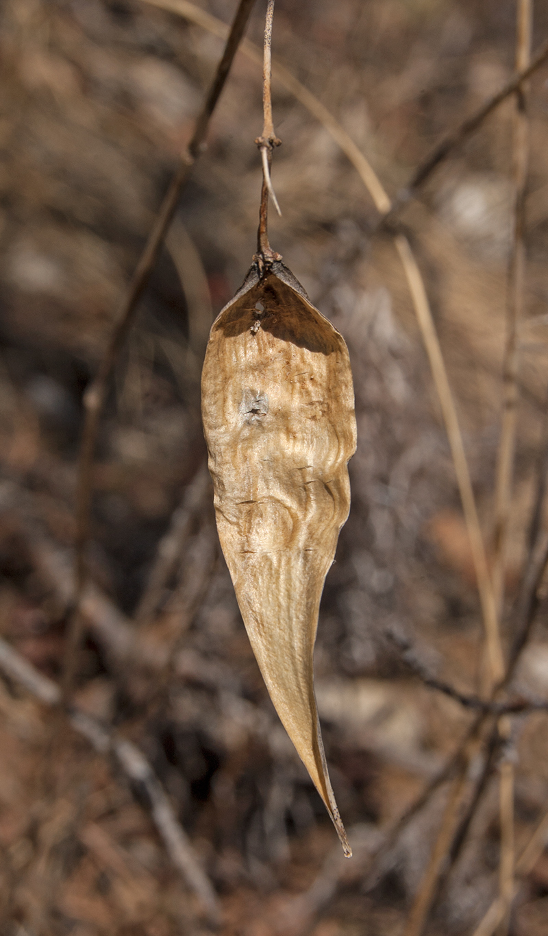 Image of Vincetoxicum hirundinaria specimen.