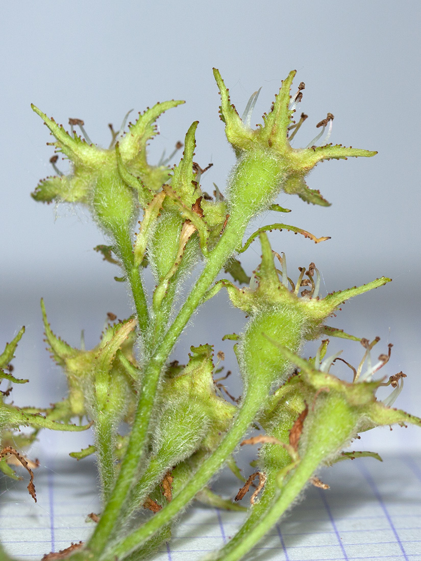 Image of Crataegus submollis specimen.