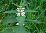 Смотреть изображение Lamium album