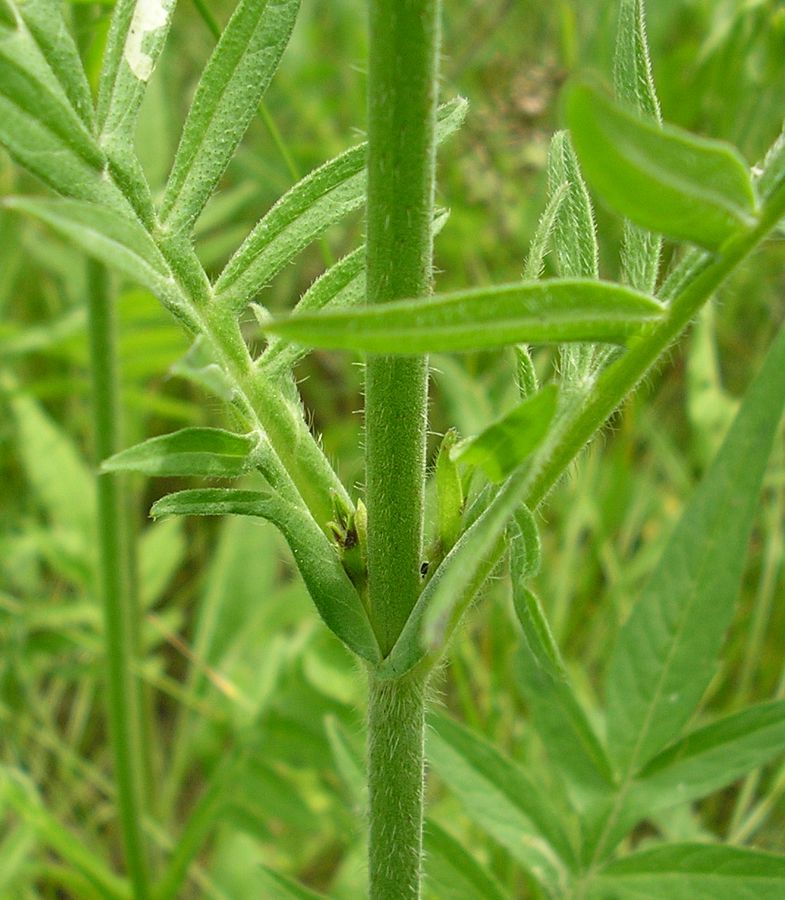 Image of Knautia arvensis specimen.