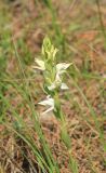 Cephalanthera epipactoides. Соцветие. Краснодарский край, Черноморское побережье Кавказа, м/о город-курорт Геленджик, хребет Туапхат, окр. Христовой щели, лес с доминированием Pinus pityusa. 8 мая 2016 г.