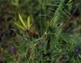 Astragalus arenarius