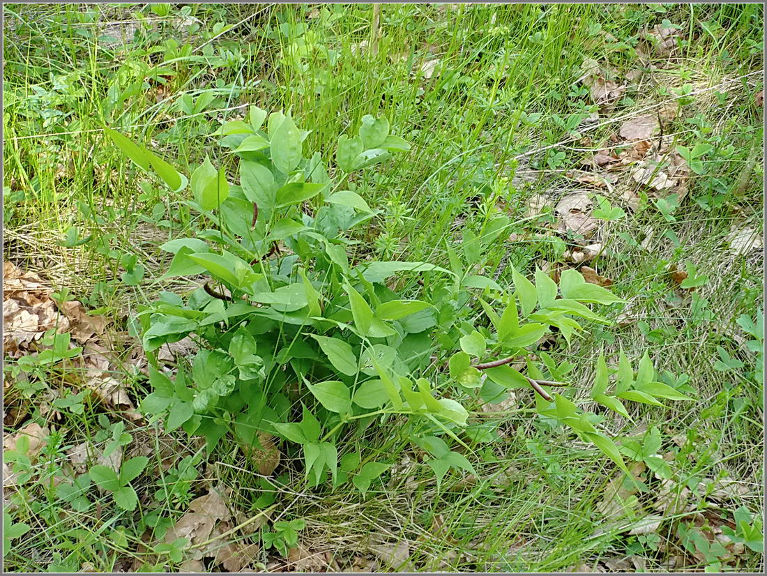 Image of Lathyrus vernus specimen.