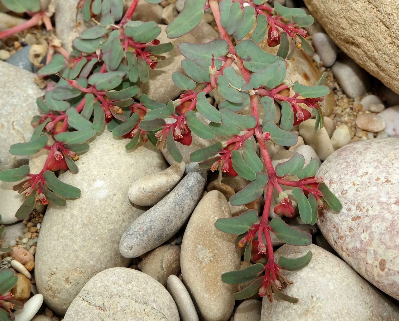 Image of Euphorbia peplis specimen.