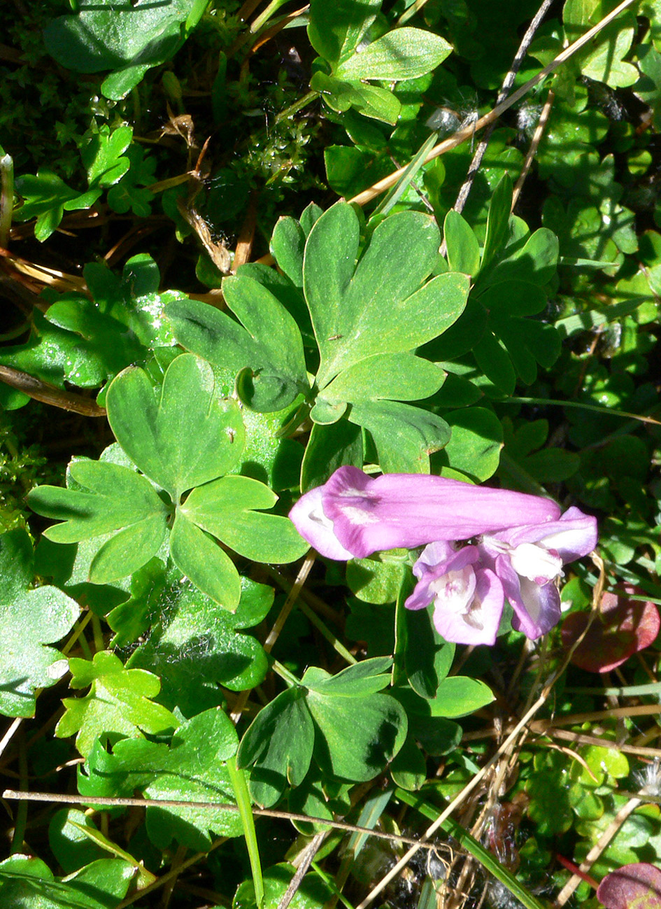 Image of Corydalis arctica specimen.