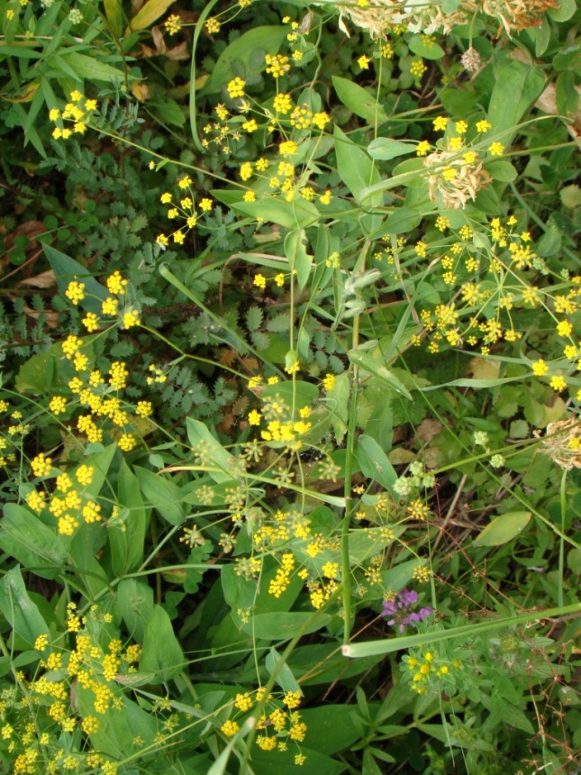 Изображение особи Bupleurum polyphyllum.