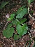 Valeriana tiliifolia