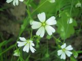 Stellaria holostea. Цветки. Пензенская обл., Спасский р-н, с. Ново-Зубово. 30.05.2010.