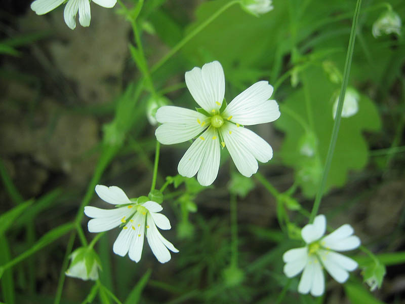 Изображение особи Stellaria holostea.