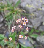 Saxifraga kolenatiana. Соцветие. Грузия, Душетский муниципалитет, морена между озёрами Голубое Абуделаури и Абуделаури. 02.08.2018.