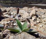 Plantago camtschatica. Цветущее растение. Магаданская обл., Ольский р-н, пгт Ола, приток р. Ола - р. Угликан, на дамбе. 07.06.2017.