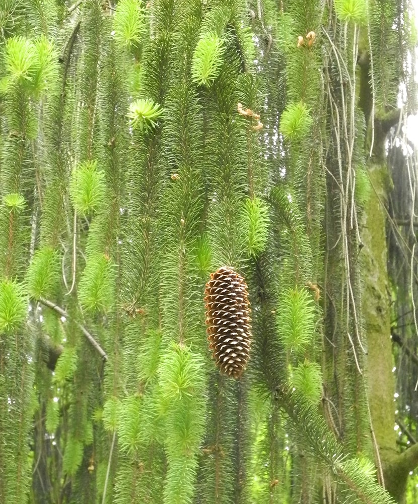 Image of Picea abies specimen.