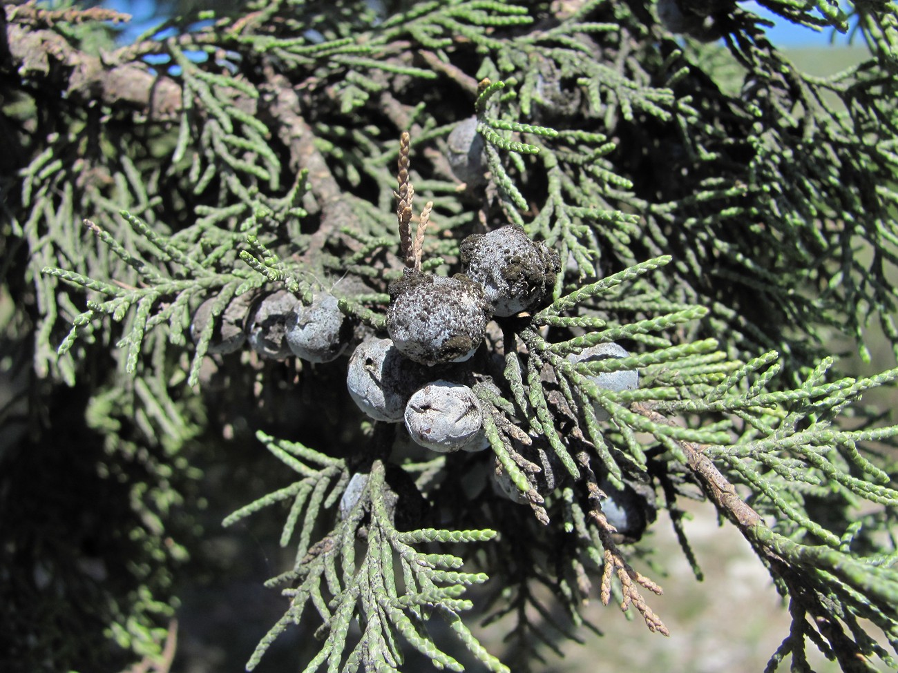 Image of Juniperus polycarpos specimen.