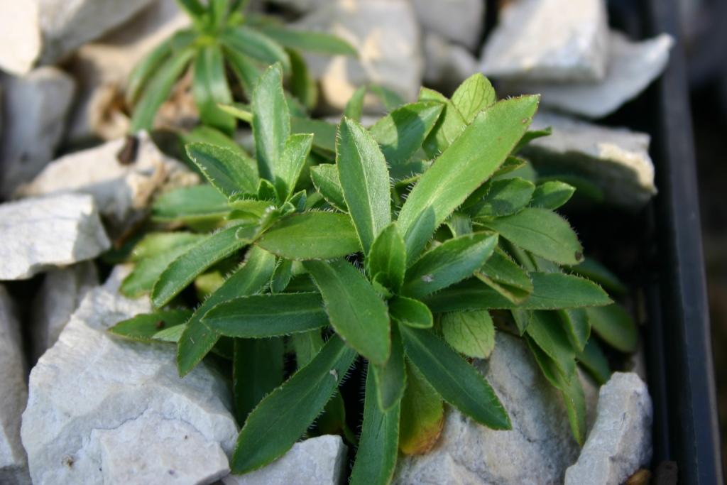 Image of Campanula ciliata specimen.