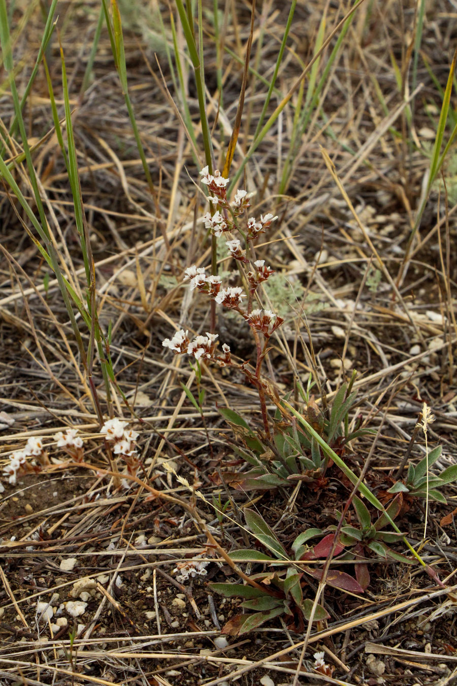 Изображение особи Goniolimon speciosum.