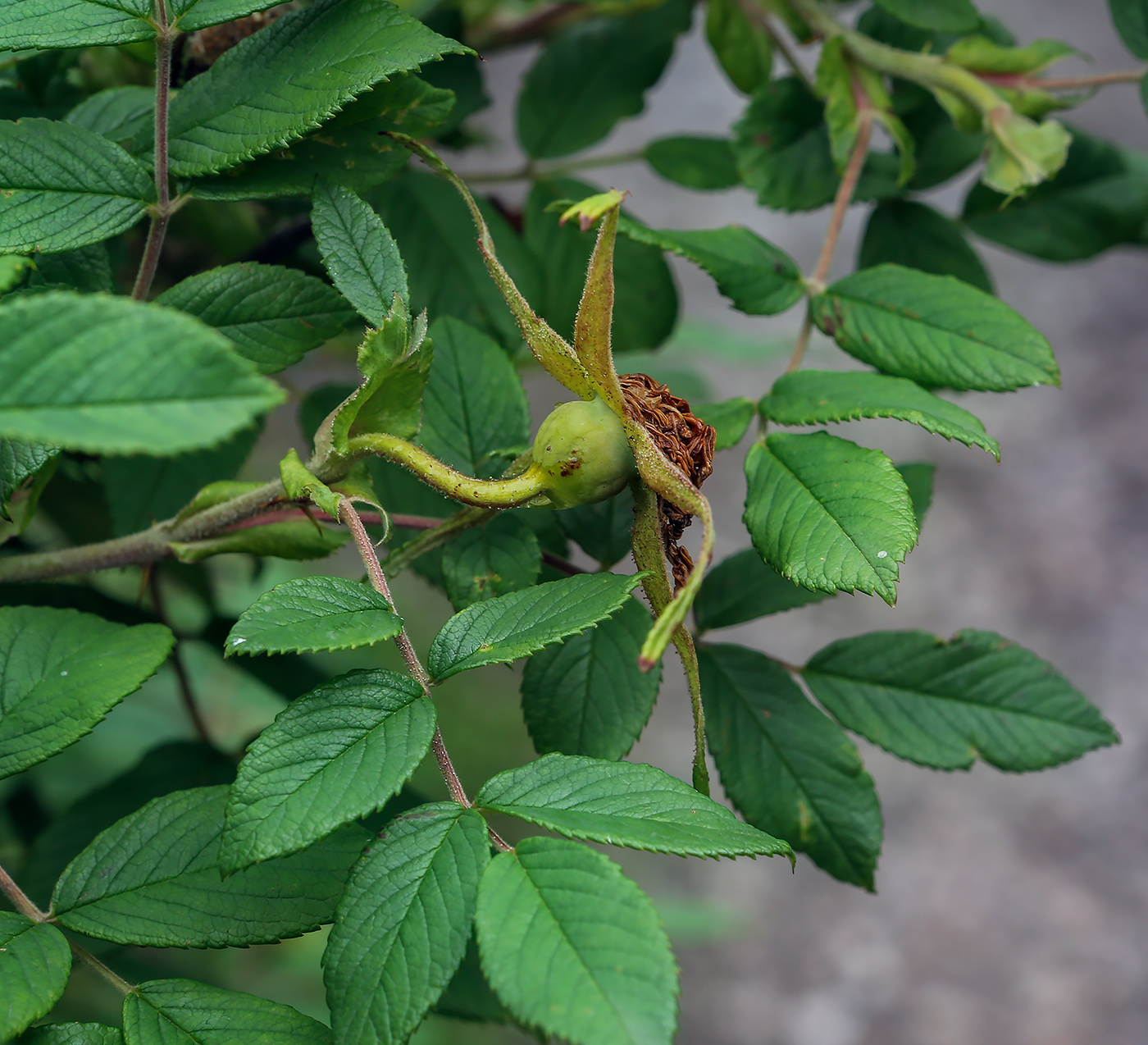 Image of Rosa &times; kamtschatica specimen.