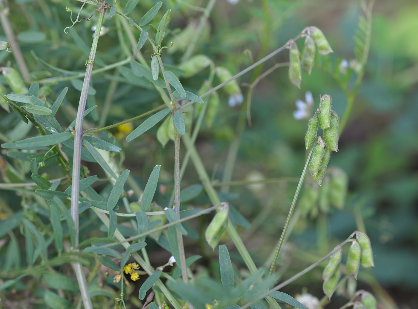 Image of Vicia hirsuta specimen.