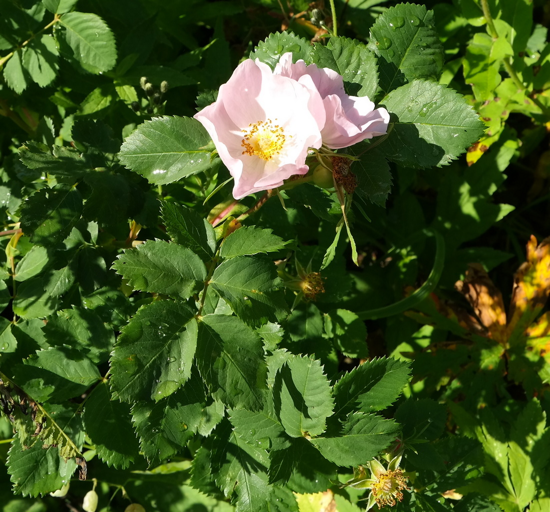 Image of genus Rosa specimen.