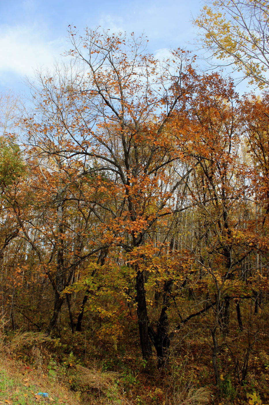 Изображение особи Quercus mongolica.