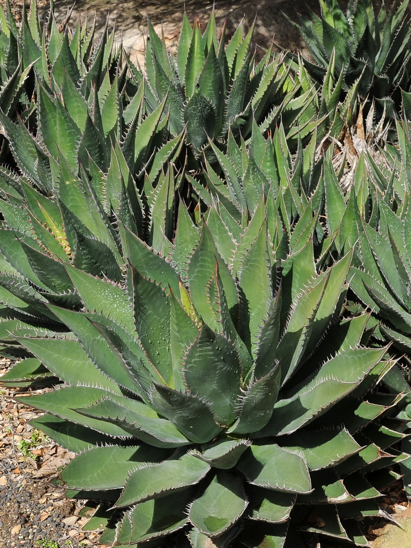 Image of Agave shawii specimen.