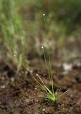 Eriocaulon decemflorum